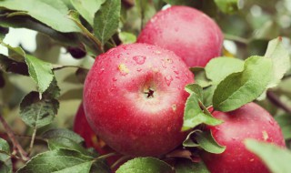 玫瑰花苹果派怎么做（玫瑰苹果花茶做法）