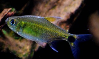 蓝眼灯鱼养殖方法（蓝眼灯鱼养殖方法视频）