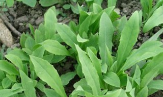 兔耳风的功效与作用（兔耳风的功效与作用及禁忌）