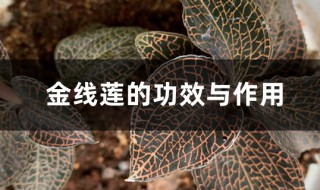 干金线莲的功效与作用 干品金线莲的功效与作用
