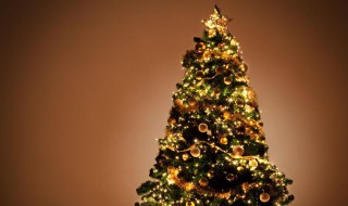 圣诞节用的树叫什么 圣诞树用的是什么树