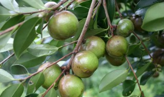 广西油茶的功效与作用 广西茶油有什么好处