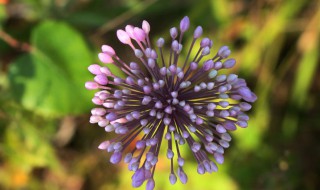 野韭菜花的功效与作用（野韭菜花有什么功效）