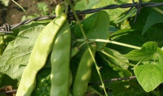 菜豆的功效与作用（蚕豆的功效与作用禁忌）