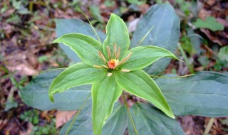 参花的功效与作用（参花的功效与作用及食用方法）