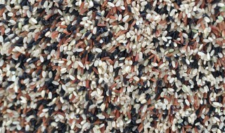 黑米红米糙米一起煮的功效与作用 黑米糙米红米一起煮吗