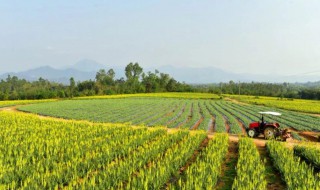 芦荟花的功效与作用 芦荟花的功效与作用吃法