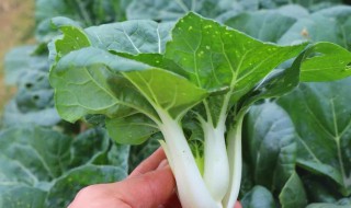 奶白菜不能和什么一起吃(奶和白菜能一起吃吗)