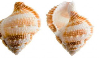 买来的海贝怎么保鲜(买来的海贝怎么保鲜存放)