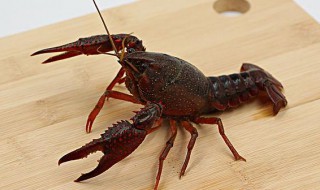 清理好的小龙虾怎么保鲜 小龙虾怎样保鲜