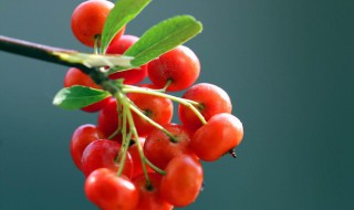 火棘果的功效与作用 火棘果泡酒的功效与作用