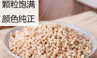 大麦米的功效与作用 大麦米的功效与作用及营养价值