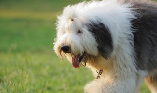 大型犬类有哪些（大型犬类有哪些种类）