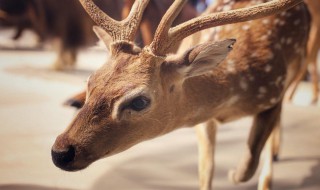 养殖梅花鹿需要什么条件 养殖梅花鹿需要什么条件才能养