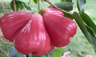 怎样挑选莲雾 怎样挑选莲雾好吃