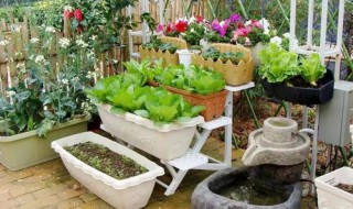 阳台怎么种蔬菜（阳台种植蔬菜）