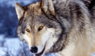 狼最怕什么（狼最怕什么颜色）