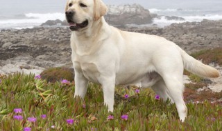 拉布拉多犬如何训练（拉布拉多犬如何训练视频）