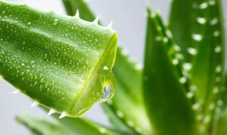 芦荟鲜叶的补水方法 芦荟鲜叶的补水方法有哪些