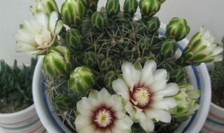 绯花玉烂根了怎么办（绯花玉水浇多了球软了怎么办）