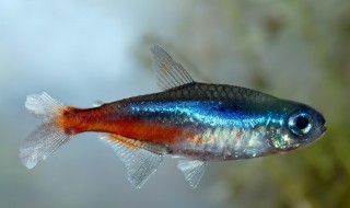 怎样养殖红绿灯鱼(红绿灯鱼怎么养殖)
