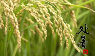 立秋以后是什么节气（立秋以后是什么节气啊）