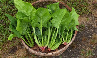 芝麻拌蒸菠菜怎么做（芝麻拌蒸菠菜怎么做的）