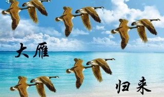 大雁归来主旨（大雁归来主旨句）