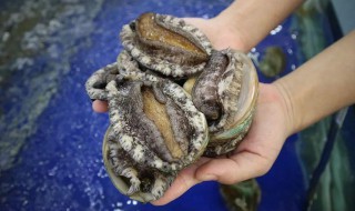 如何挑选鲍鱼（怎么挑选鲍鱼）