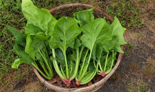 金蛋牛肉煮菠菜怎么做（金蛋牛肉煮菠菜怎么做才好吃）