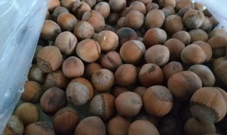 新鲜榛子怎么保存方法(新鲜榛子怎么保存方法最好)