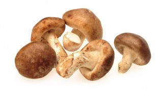 双味香菇炒香菜怎么做 双味香菇炒香菜怎么做的