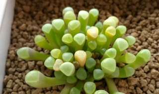 五十铃玉怎么浇水 五十铃玉浇水方法