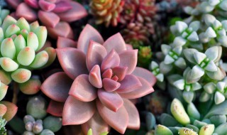 姬胧月夏天怎么浇水（姬胧月夏季的养殖方法和注意事项）