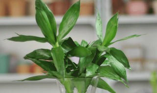 富贵竹冬天枝干蔫了怎么办（富贵竹冬天发干枯萎了怎么办）