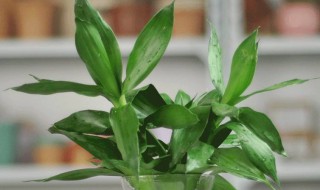 冬季富贵竹越来越枯萎怎么办(富贵竹子冬天会枯萎吗)