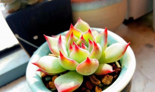 吉娃莲怎么把叶子收紧（吉娃莲开花后怎么处理）