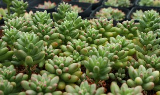 虹之玉怎么繁殖（虹之玉如何繁殖）