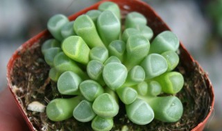 五十铃玉开花后怎么处理 五十铃玉养几年才开花