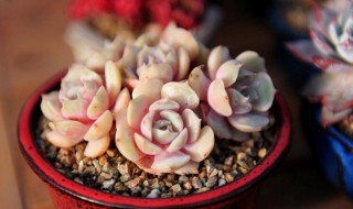 露娜莲怎么爆盆 多肉露娜莲怎么养