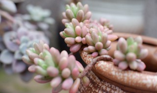 虹之玉怎么换盆 虹之玉怎样换盆