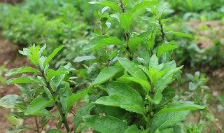 枸杞叶子发黄是怎么回事 枸杞叶子发黄是什么原因