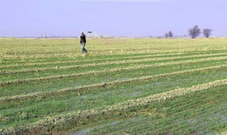 冬小麦浇冻水有什么好处（北方冬小麦什么时候浇冻水）