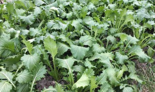 雪里红怎么种植（雪里红怎么种植最好）