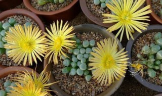 五十铃玉的花期多长 五十铃玉开花时间