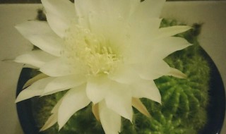 子孙球什么时候开花（子孙球什么时候开花的）