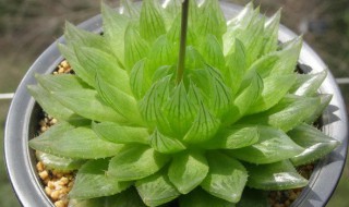 樱水晶的养殖方法 樱水晶的养殖方法和注意事项