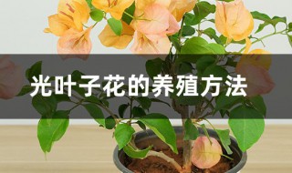 光叶子花的养殖方法 光叶子花和三角梅的区别