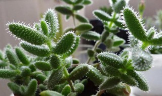 雷童的养殖方法（雷童怎么养）