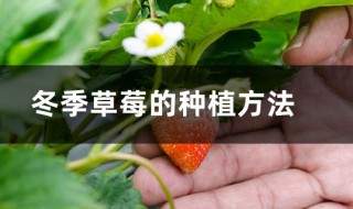冬季草莓怎么种植管理 冬季草莓怎么种植管理视频